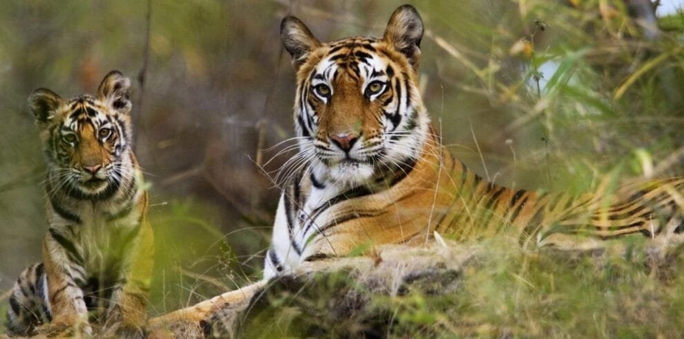 Wildlife Tours by The Travel Foot