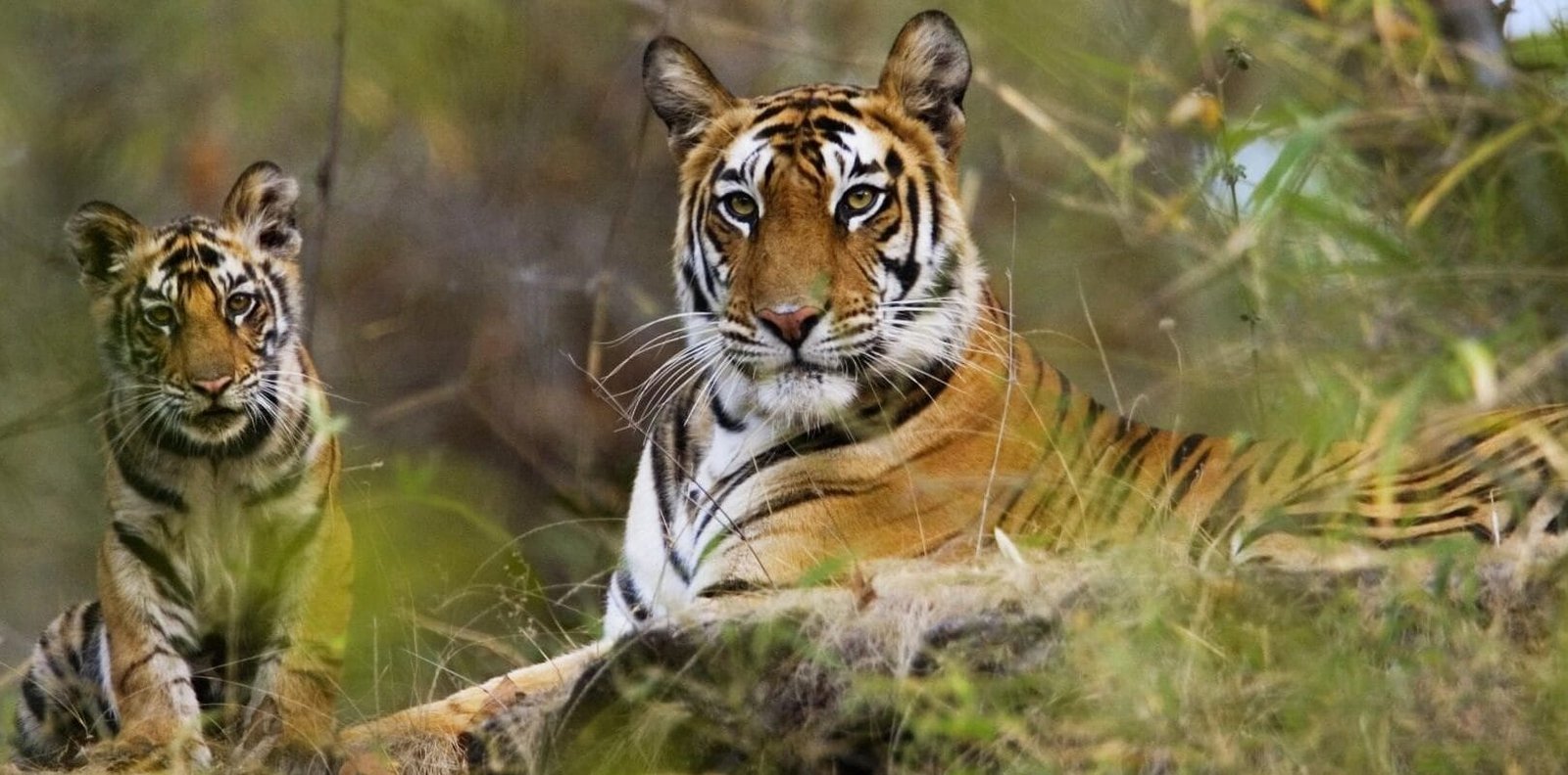 Wildlife Tours by The Travel Foot