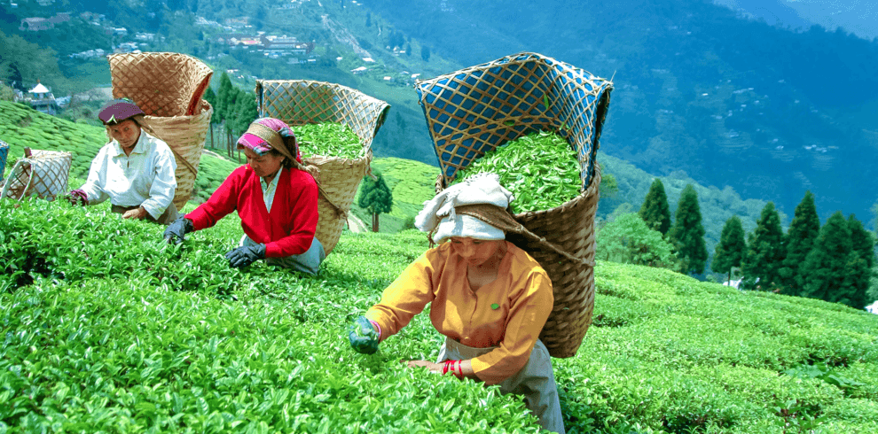 Lush green tea gardens in Darjeeling with rolling hills and misty mountains in the background