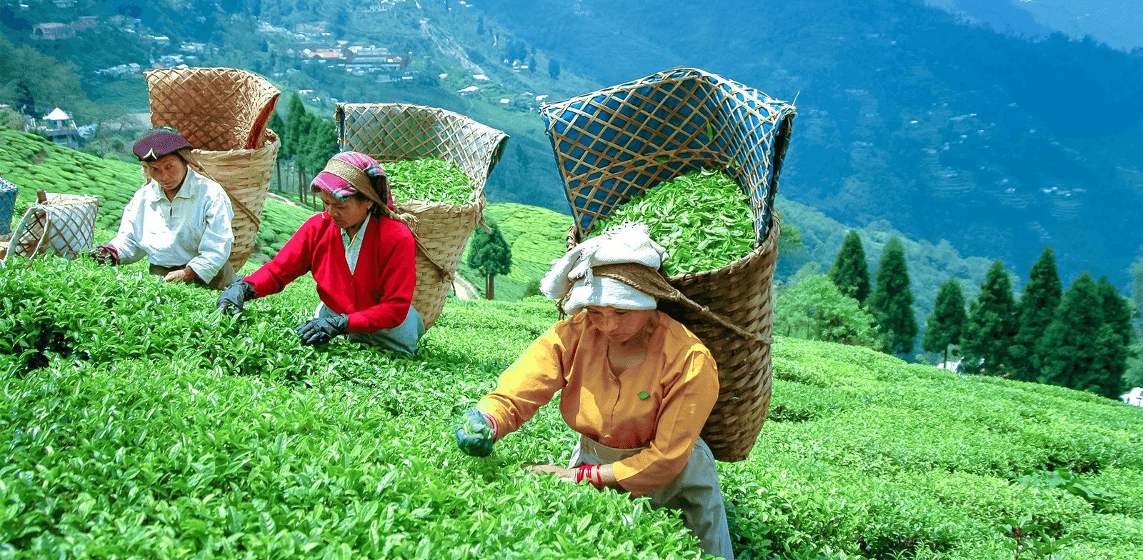 Lush green tea gardens in Darjeeling with rolling hills and misty mountains in the background