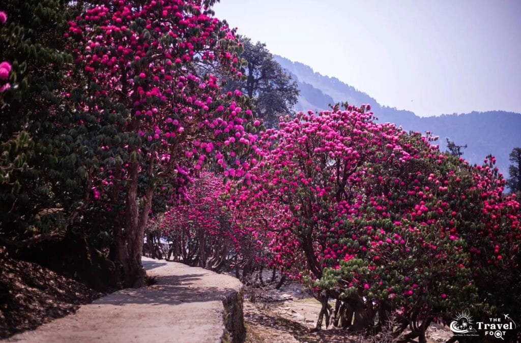 Rhododendron Trek Chopta