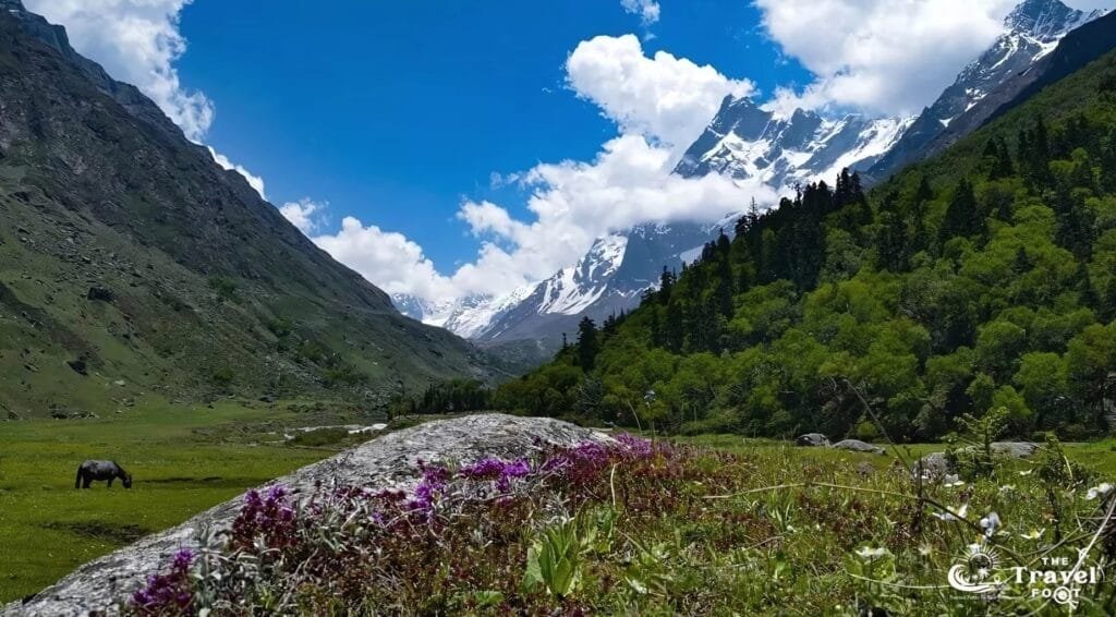Beautiful Har ki Dun Valley in June with Swargarohini in the Background