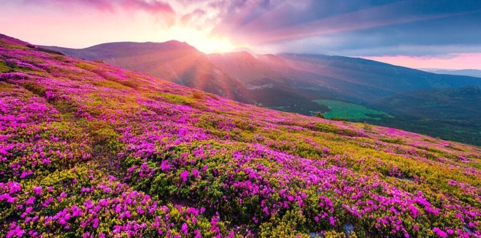 Valley Of Flowers Trek