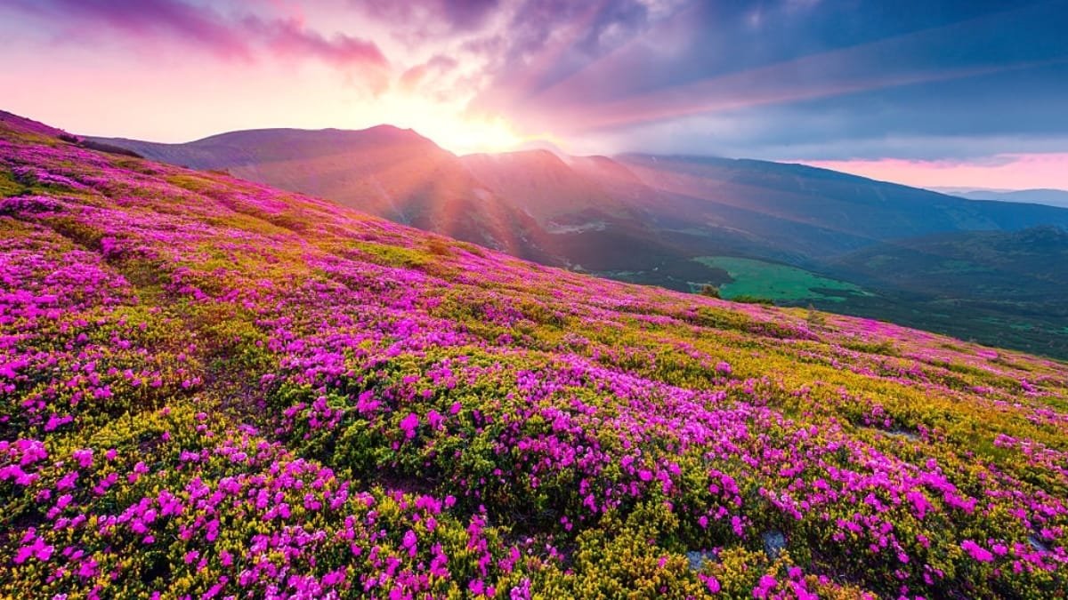 Valley Of Flowers Trek
